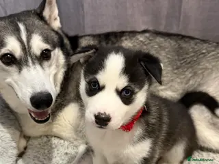 Siberian Husky dogs Strong Chunky Siberian Husky puppies - Advert 8