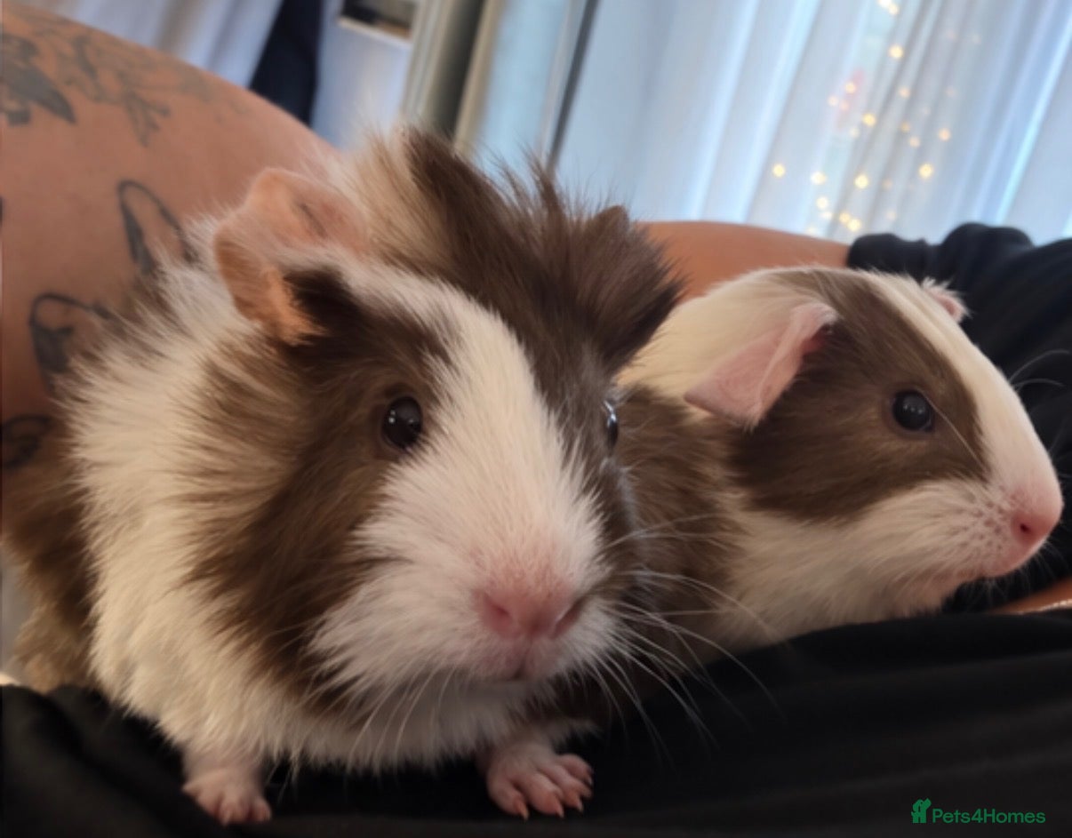 Guinea Pig rodents for sale: 🐹💕 TWO ADORABLE BONDED BABY BOYS 💕🐹 - Advert 2