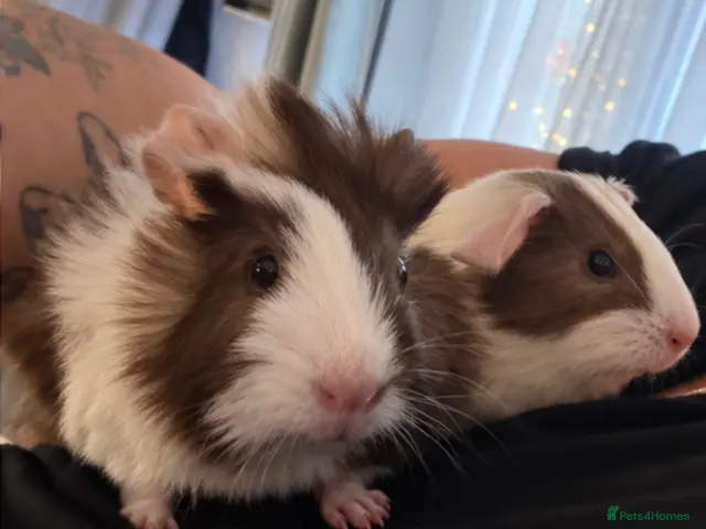 Guinea Pig rodents for sale: 🐹💕 TWO ADORABLE BONDED BABY BOYS 💕🐹 - Advert 2
