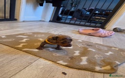 Miniature Dachshund dogs for sale: Ready to go 3/12/25 - stunning coloured Dachsunds - Image 12