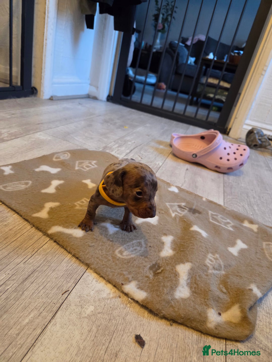 Miniature Dachshund dogs for sale: Ready to go 3/12/25 - stunning coloured Dachsunds - Image 12