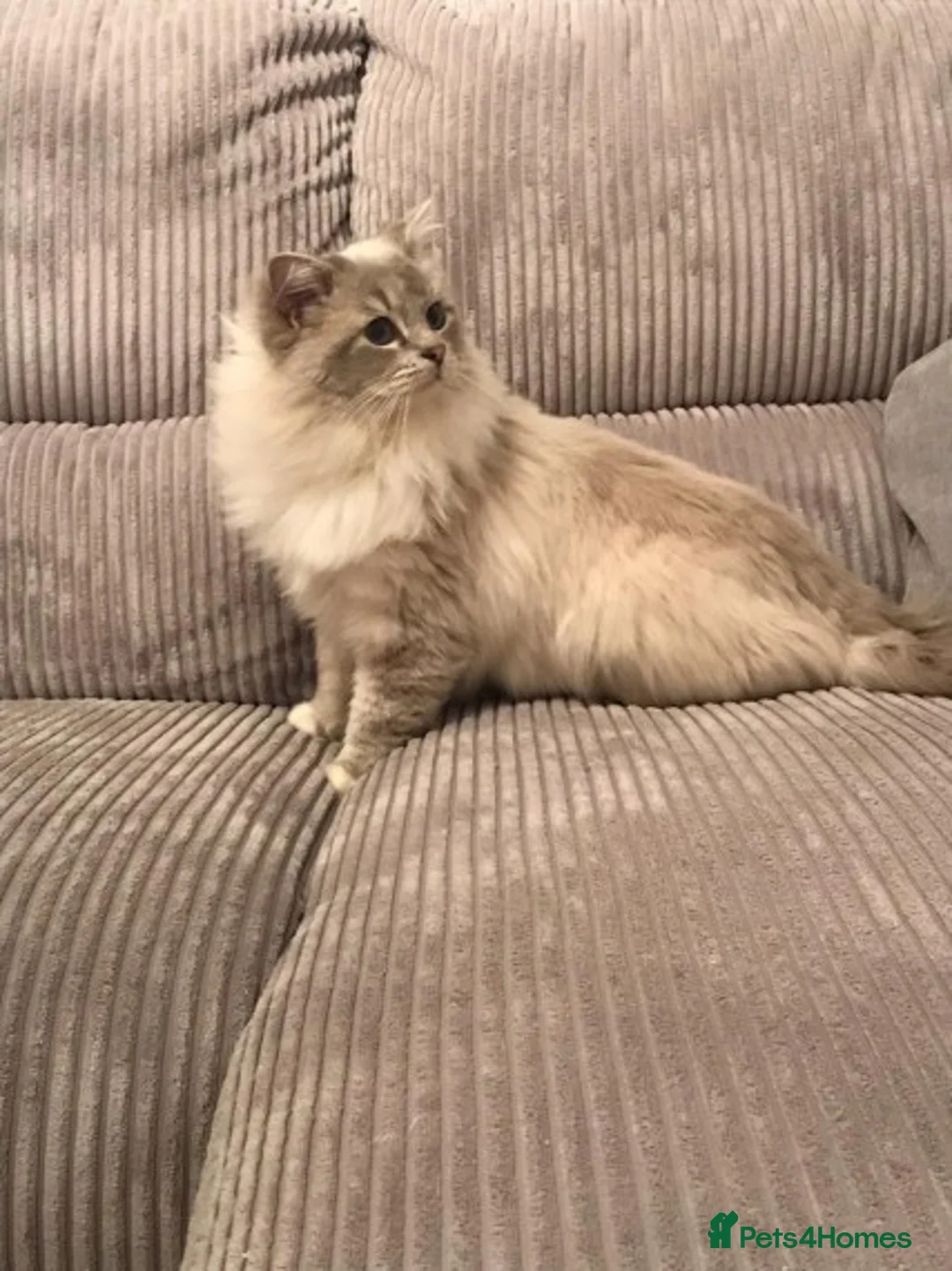 Ragdoll cats for stud: Most gorgeous boy romeo! :)  - Advert 4