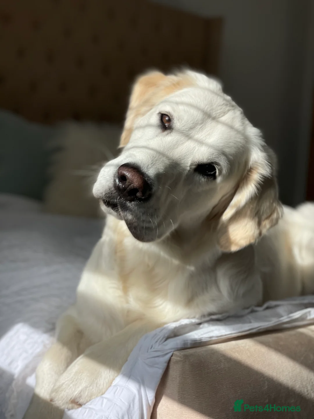 Golden Retriever dogs for stud: Stunning Golden Retriever Stud Dog KC Registered in Beverley - Advert 5