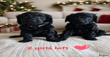 Goldendoodle dogs Gorgeous Healthy Goldendoodle Puppies.2 girls left - Advert 10