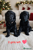 Goldendoodle dogs Gorgeous Healthy Goldendoodle Puppies.2 girls left - Advert 3