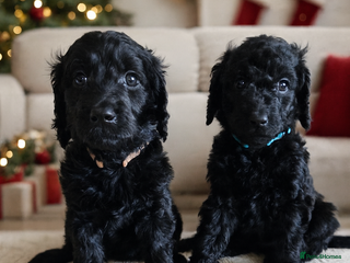 Goldendoodle dogs Gorgeous Healthy Goldendoodle Puppies.2 girls left - Advert 2