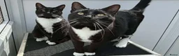 Domestic Shorthair cats for adoption: Bubbles & Mojo - Advert 3