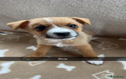 Jack Russell dogs for sale: beautiful jack Russell puppies - Image 3