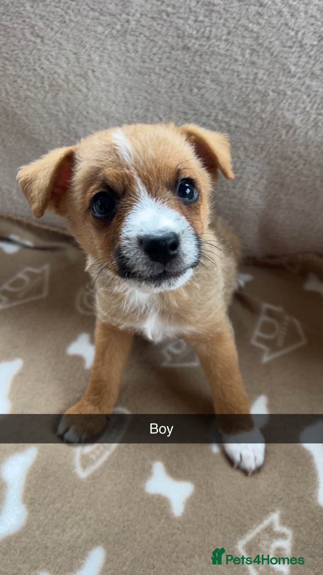 Jack Russell dogs for sale: beautiful jack Russell puppies - Image 3
