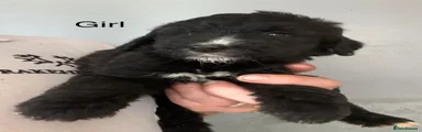Bernedoodle 3
