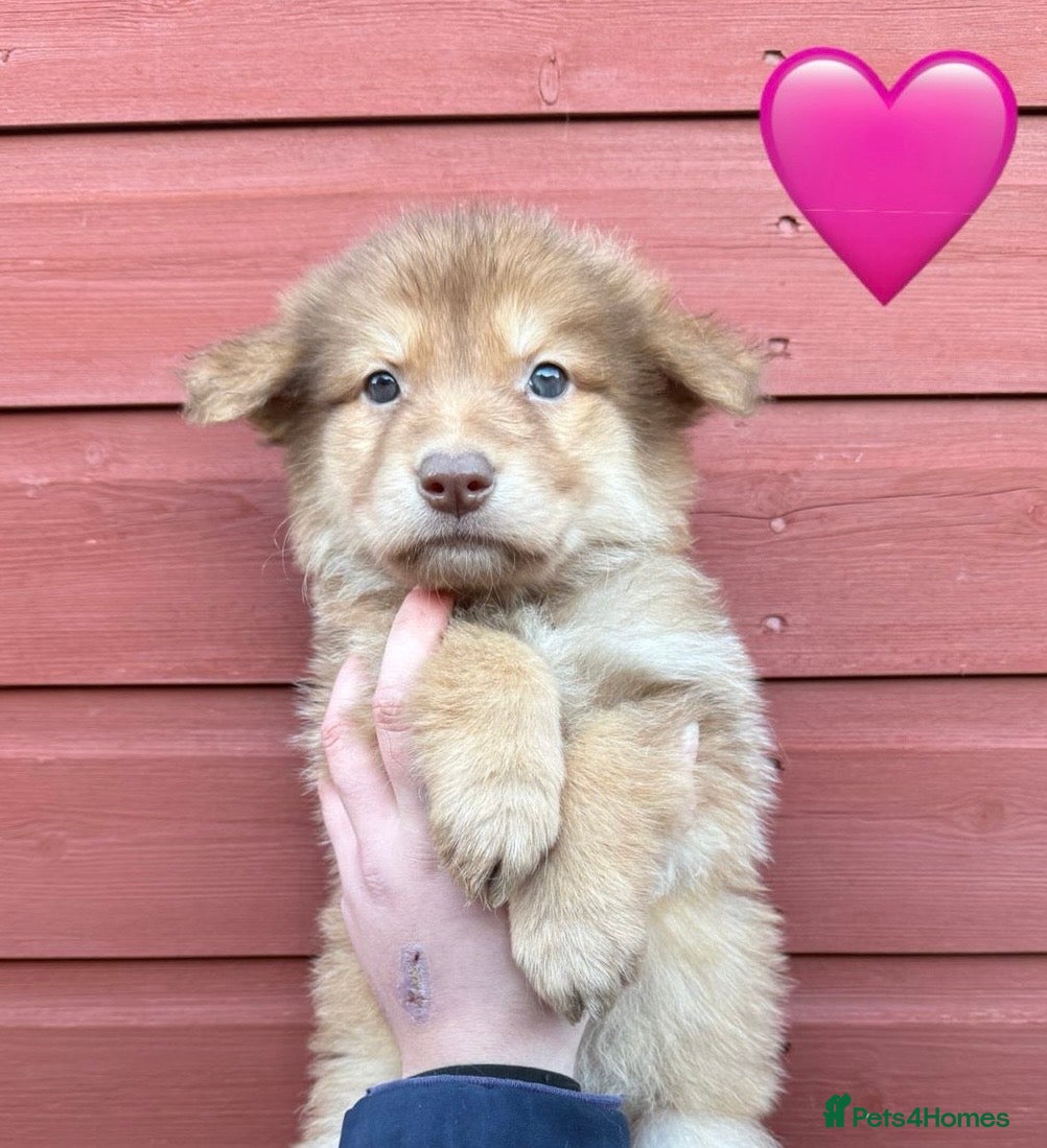 German Shepherd dogs Extensively Health Tested Puppies 🐾 - Advert 5