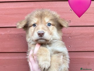 German Shepherd dogs Extensively Health Tested Puppies 🐾 - Advert 5