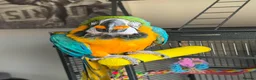 Macaws birds for sale: Blue and gold macaw  - Advert 1
