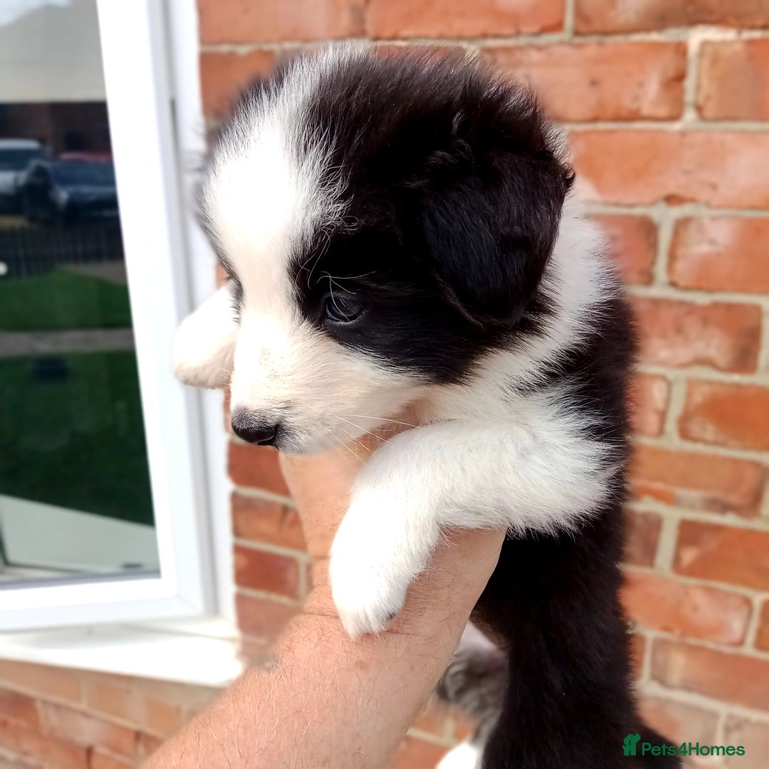 Border Collie dogs for sale: Border Collie pups - Image 3