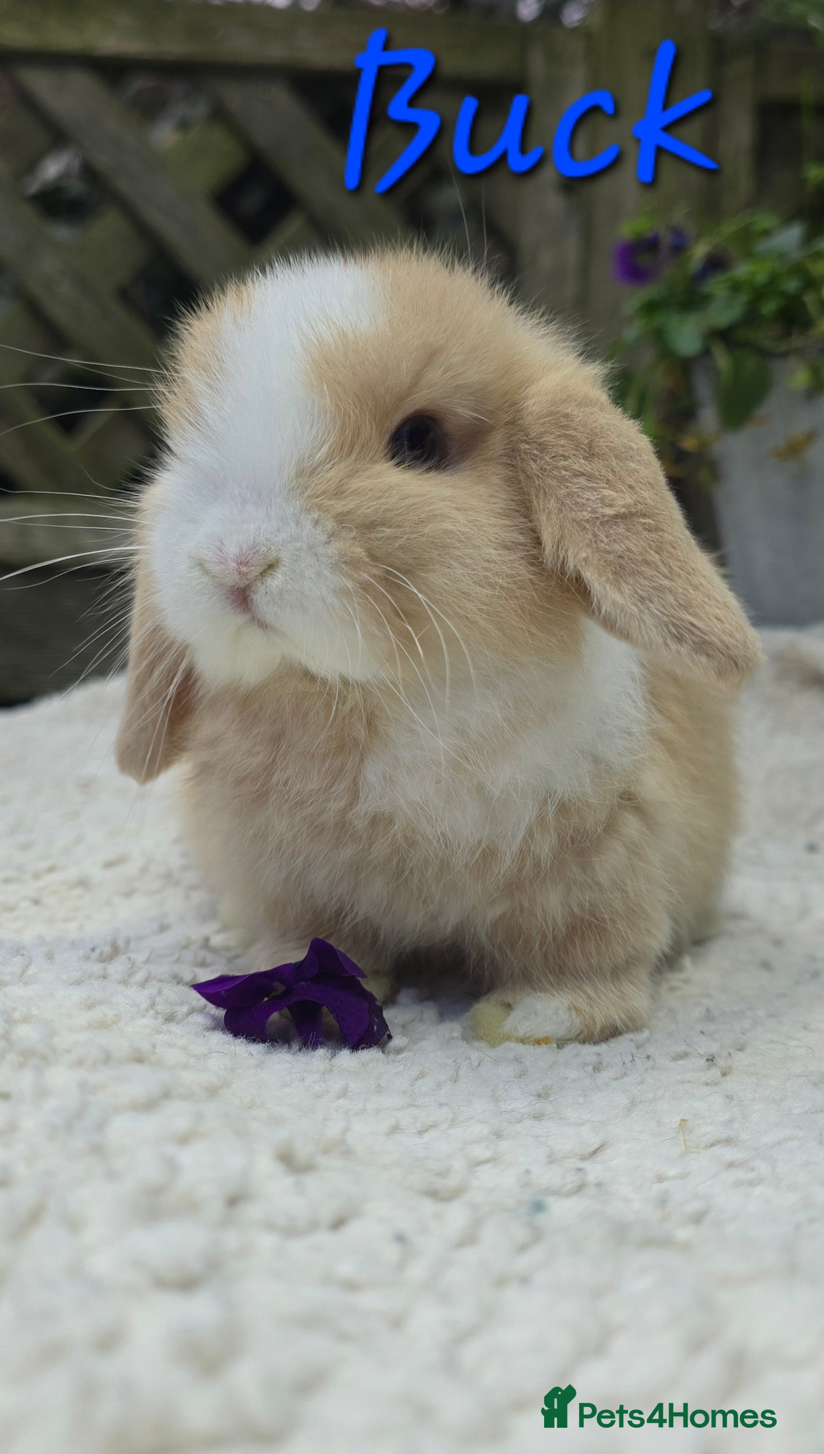 Mini Lop rabbits Beautiful mini lops girls and boys - Advert 8