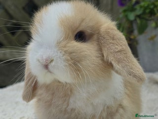 Mini Lop rabbits Beautiful mini lops girls and boys - Advert 16