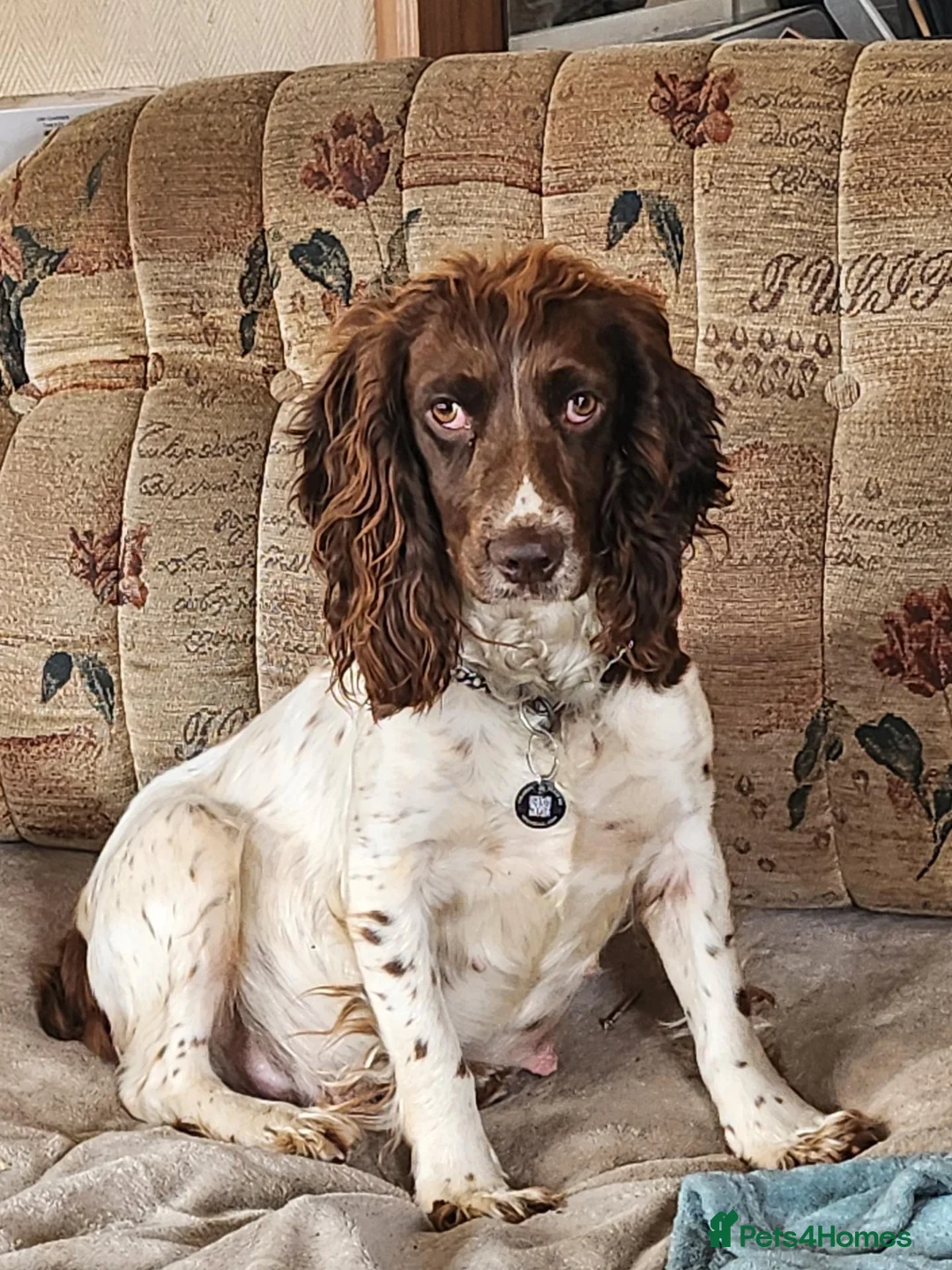 Cocker Spaniel dogs for sale: Amazing Merle Cocker Spaniel  - Advert 2