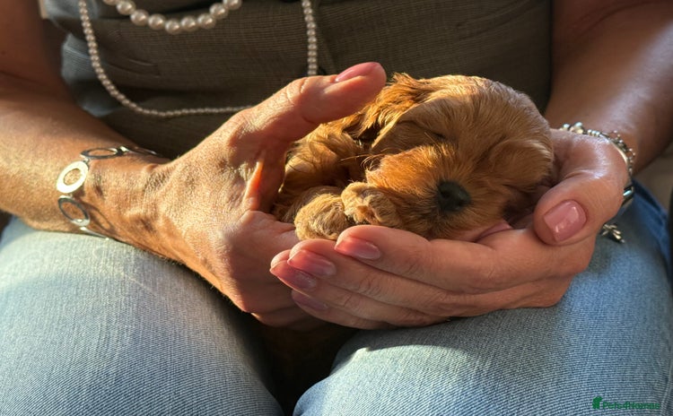 Cavapoo dogs - Advert 1
