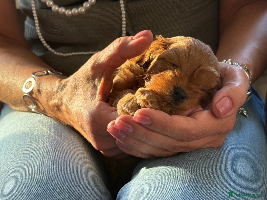 Cavapoo dogs for sale: Premium F1B Toy Red Cavapoo - 2 LEFT - Image 1