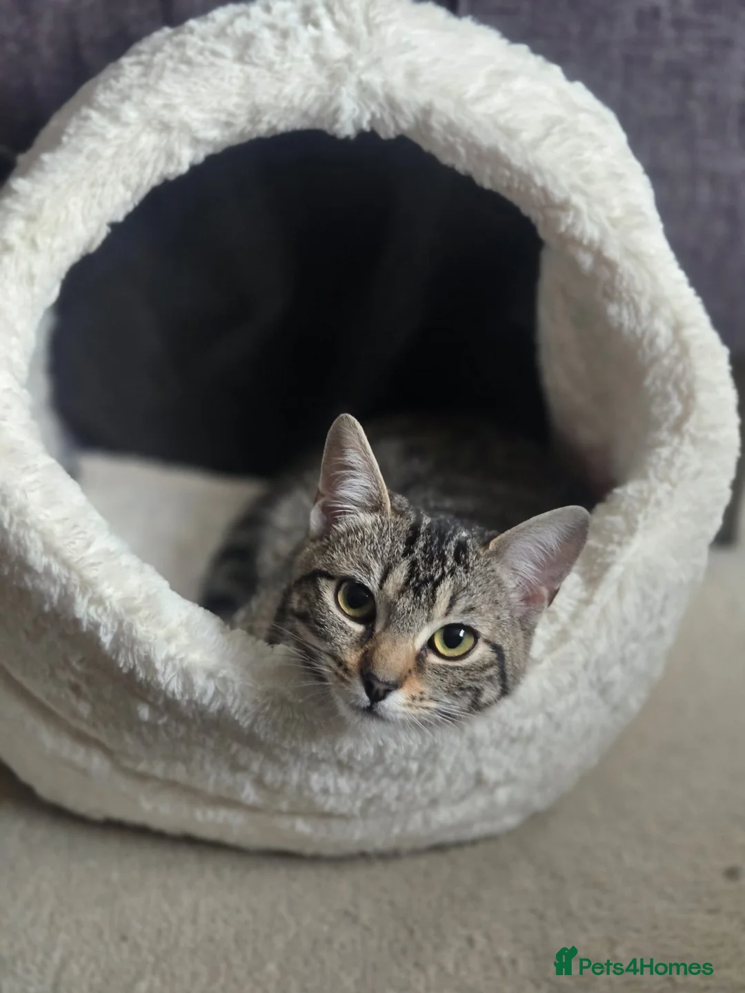 Mixed Breed cats for sale: Grey tabby kittens in Henlow - Advert 3