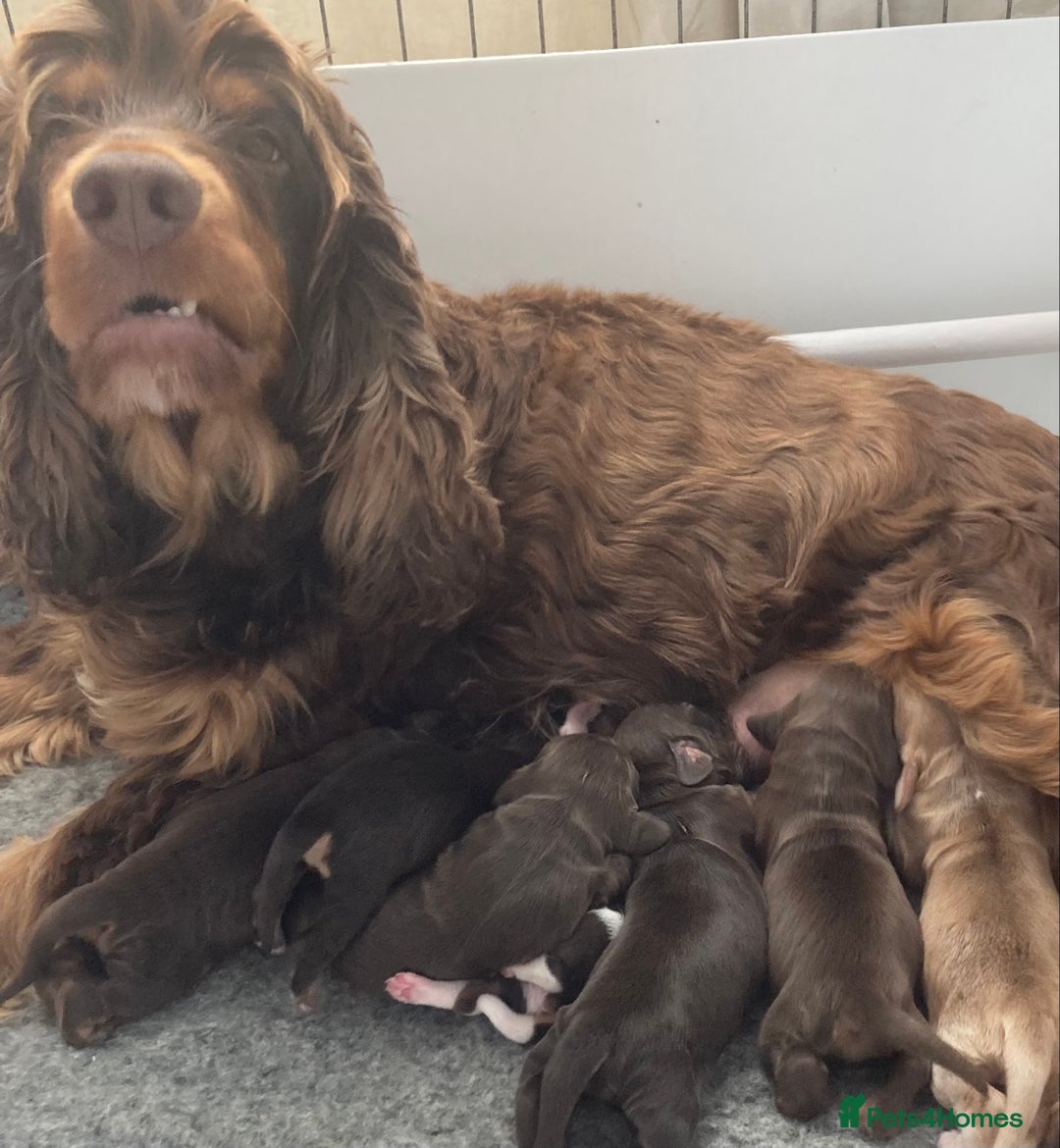 Cocker Spaniel dogs for sale: Kc Reg Pure bred show (Health Tested) - Image 13