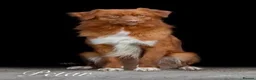 Nova Scotia Duck Tolling Retriever dogs for sale: OUTSTANDING LITTER OF NSDTR PUPS. - Advert 14