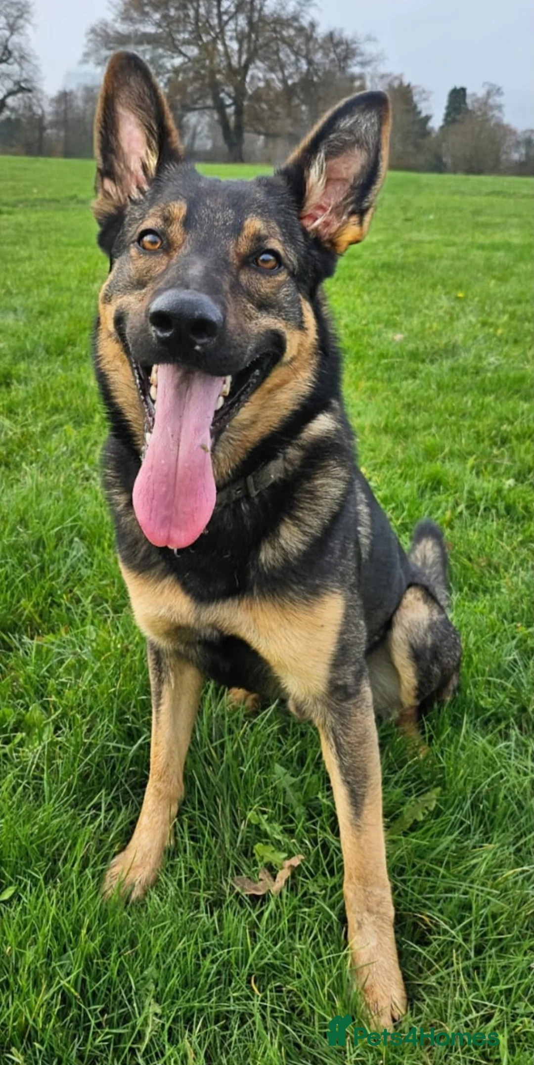 German Shepherd dogs for sale: German Shepherd Puppies in Ashford - Advert 14