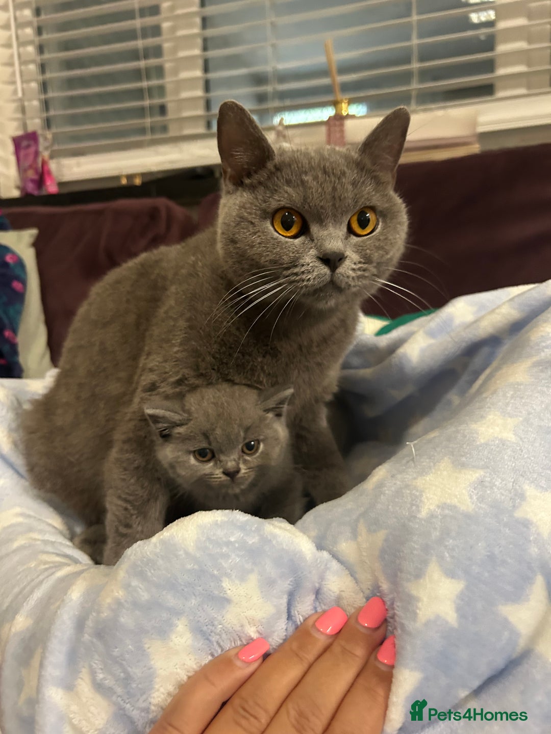 British Shorthair cats for sale: GCCF active mum and daughter blue BSH - Image 3