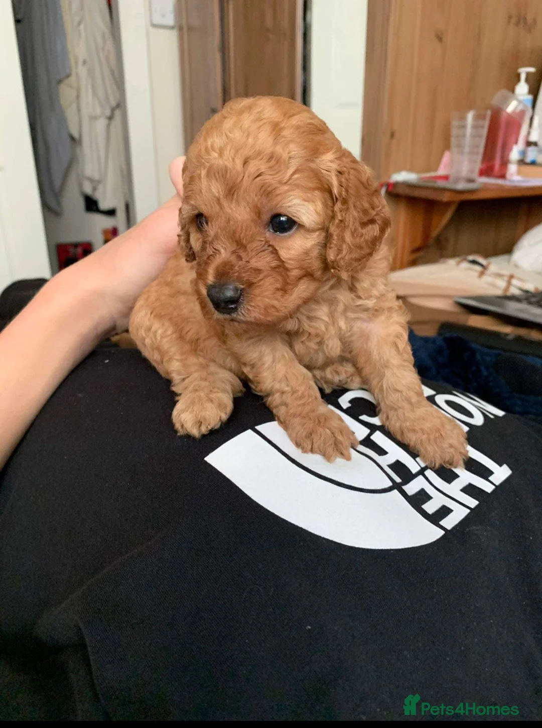 Miniature Poodle dogs for stud: KC registered (Red Miniature poodle) stud  in Bristol - Advert 2