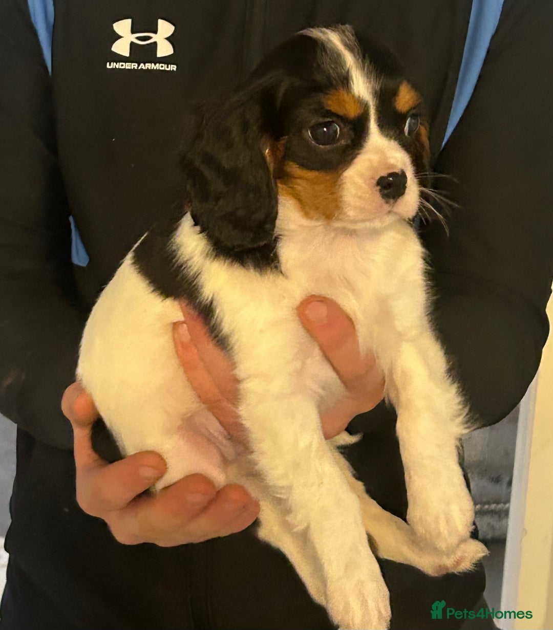 Cavalier King Charles Spaniel dogs for sale: Stunning King Charles cavalier puppies  - Advert 2