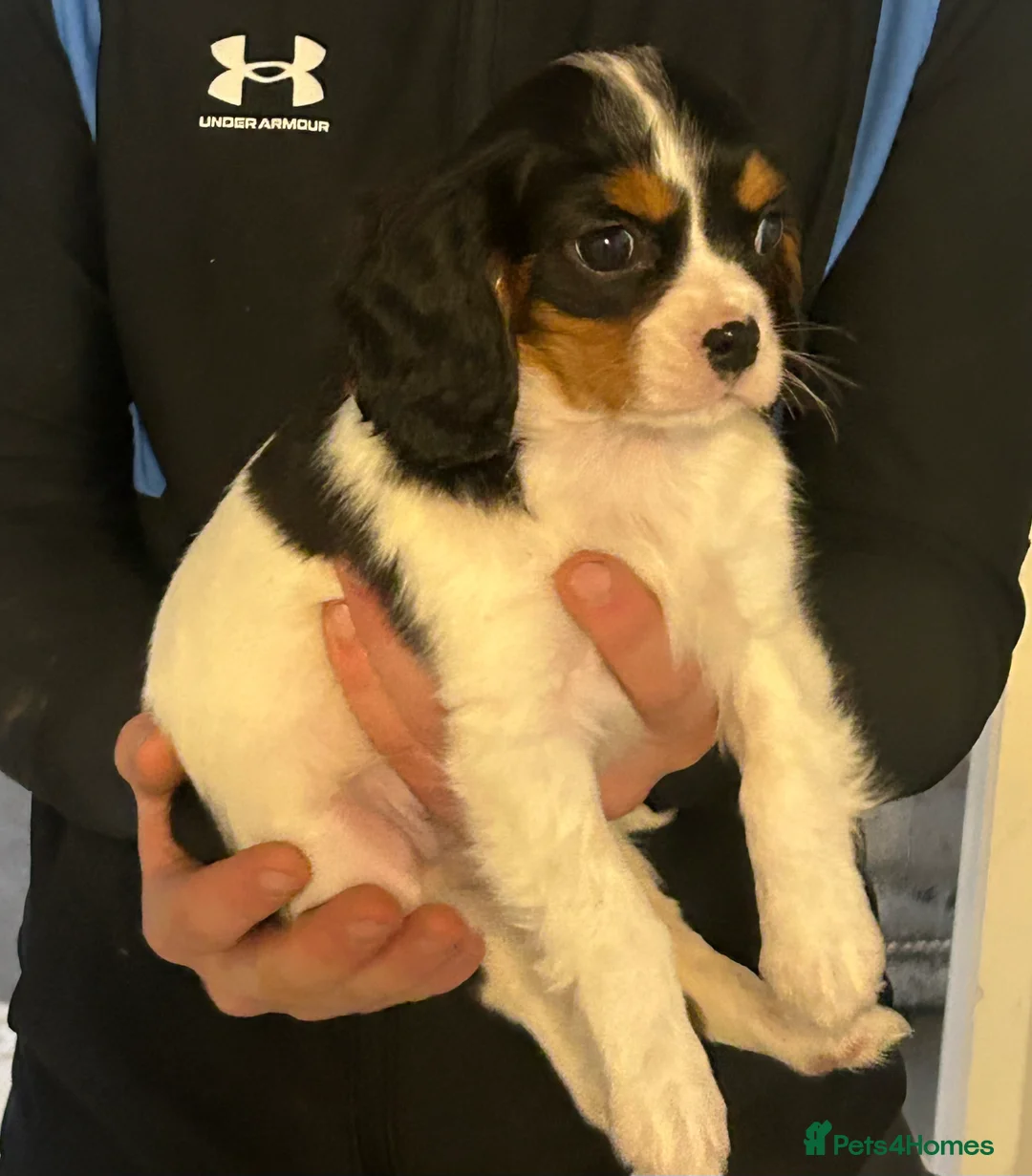 Cavalier King Charles Spaniel dogs for sale: Stunning King Charles cavalier puppies  - Advert 2