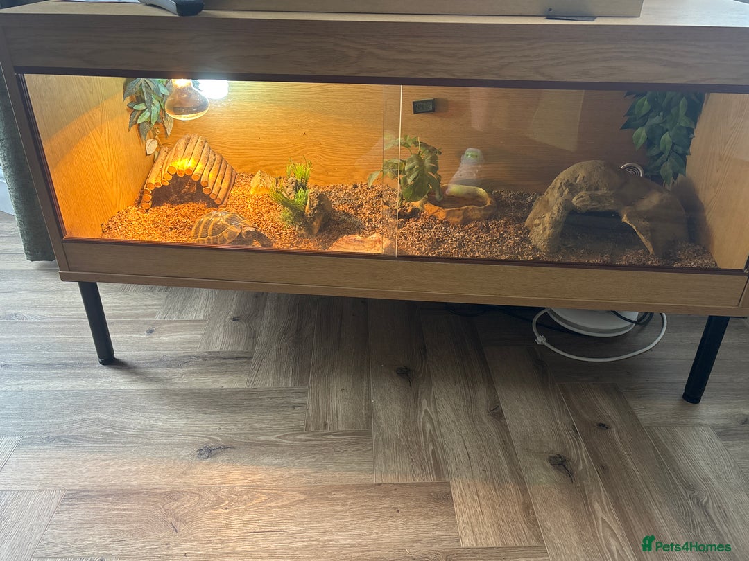 Tortoise reptiles for sale: 4-Year-Old Herman Tortoise Seeking New Home - Image 3