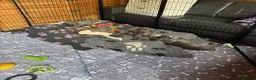 Great Dane dogs for sale: Gorgeous blue KC Great Danes.Ready now! - Advert 9