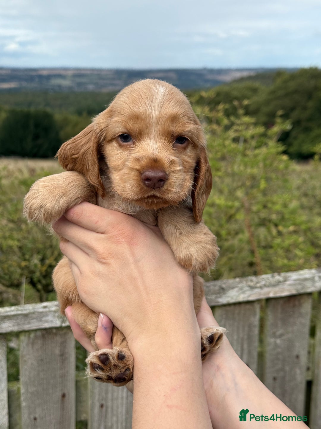 Cocker Spaniel dogs for sale: KC Show Cocker spaniels health tested parents  - Image 5