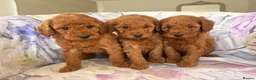 Labradoodle dogs for sale: LICENSED BREEDER F2b miniature labradoodles - Advert 29