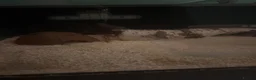 Corn Snake reptiles for sale: Lucy – Snake with Full Setup - Advert 2