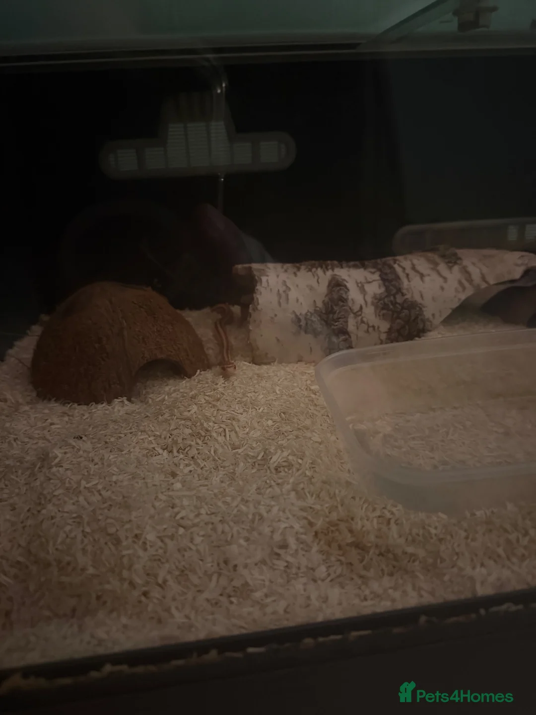 Corn Snake reptiles for sale: Lucy – Snake with Full Setup - Advert 2