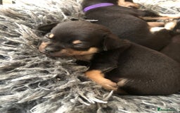 Chihuahua dogs for sale: Adorable black and tan chihuahua puppies  - Image 16