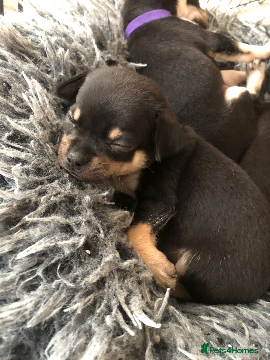 Chihuahua dogs for sale: Adorable black and tan chihuahua puppies  - Image 16