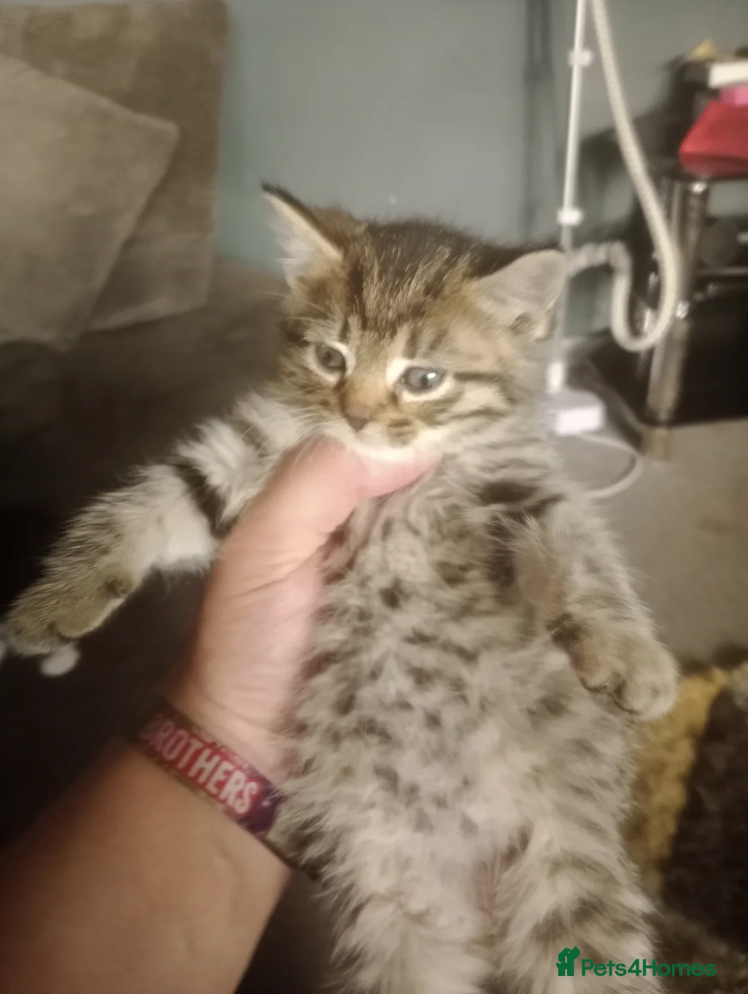 Mixed Breed cats for sale: Tabby kitten  in Manchester - Advert 6