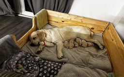 Golden Retriever dogs for sale: Gorgeous Golden Retriever puppies  - Image 10