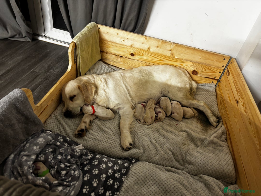 Golden Retriever dogs for sale: Gorgeous Golden Retriever puppies  - Image 10