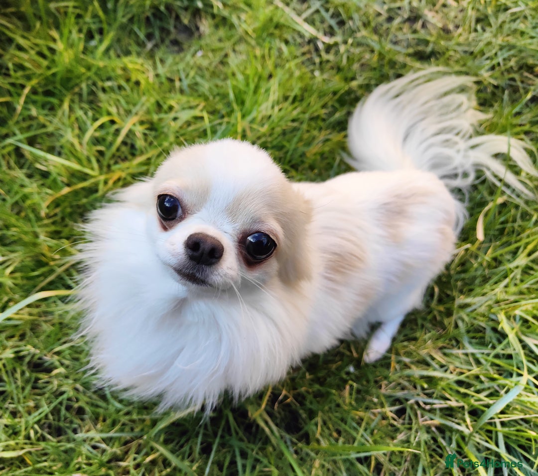 Chihuahua dogs for stud: STUD: Gorgeous White Long Coat Chihuahua  in Aldershot - Image 1