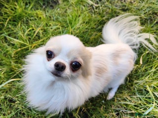 Chihuahua dogs in Aldershot - Advert 11