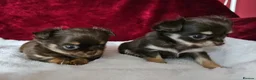 Chihuahua dogs for sale: KC reg Chocolate and tan chihuahua pups for sale - Advert 2