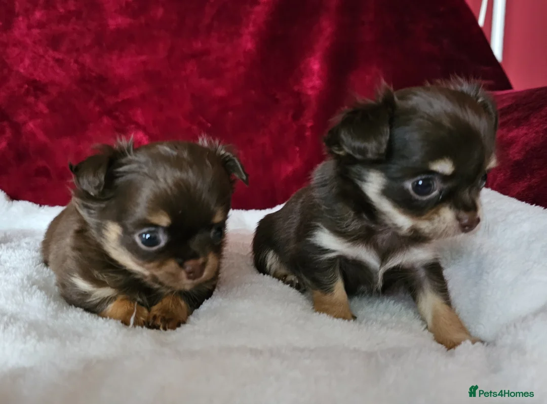 Chihuahua dogs for sale: KC reg Chocolate and tan chihuahua pups for sale - Advert 2