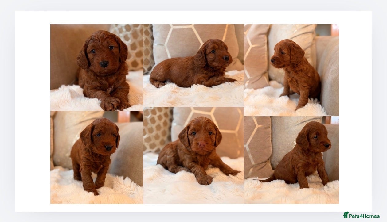 Cockapoo dogs ** RARE MAHOGANY RED F1 TOY COCKAPOO PUPS ** - Advert 1