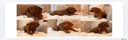 Cockapoo dogs for sale: ** RARE MAHOGANY RED F1 TOY COCKAPOO PUPS ** - Advert 1