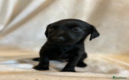 Labrador Retriever dogs for sale: Black Labradors for sale⭐️⭐️⭐️ - Image 6