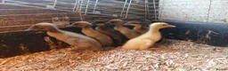 Ducks poultry for sale: Indian runner ducklings - Advert 1